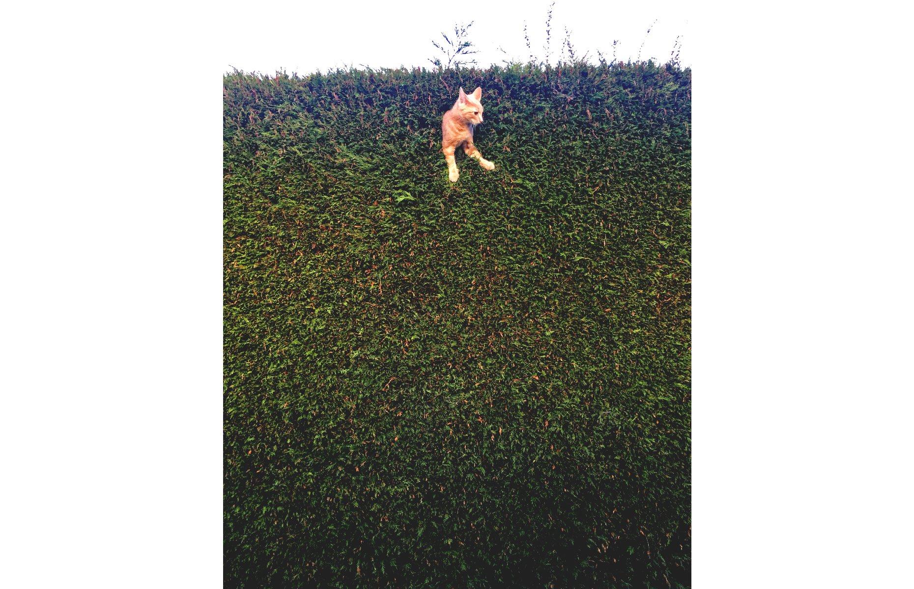 Jack the Cat stuck in the hedge