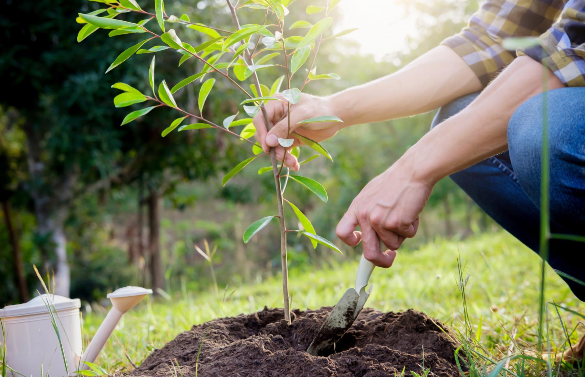 Wales is giving every household free trees