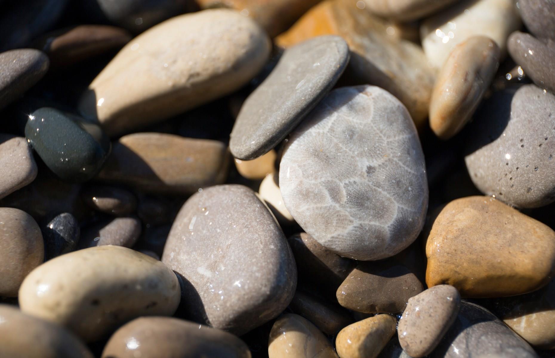 The Great Lakes have unique fossils