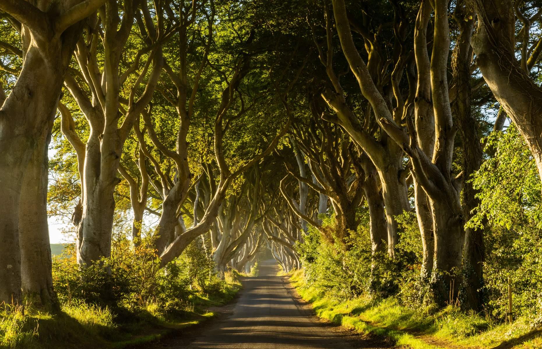 Dark Hedges, County Antrim, Northern Ireland, UK