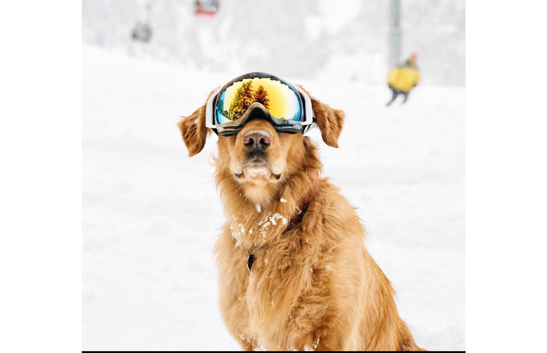 Aspen the Mountain Pup