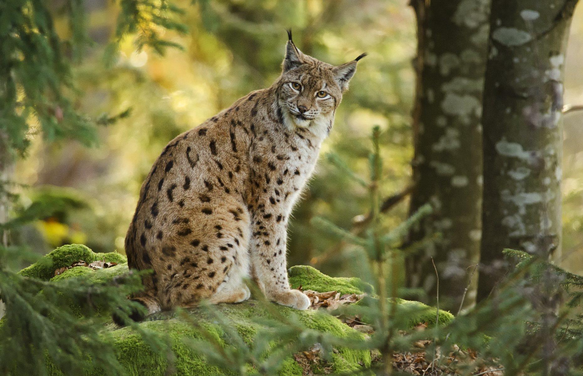 Lynx, various states, Germany