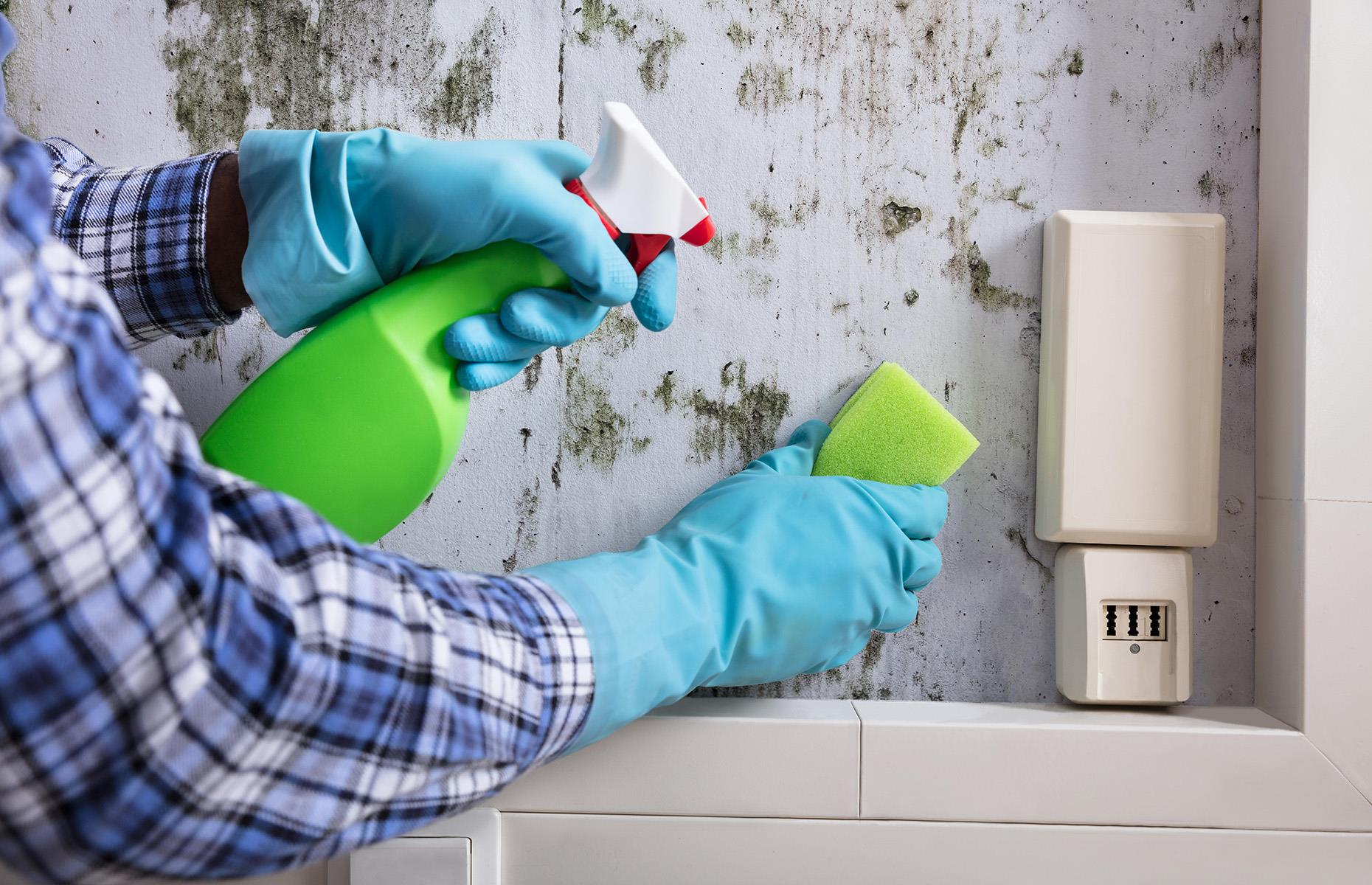 How to get rid of mould