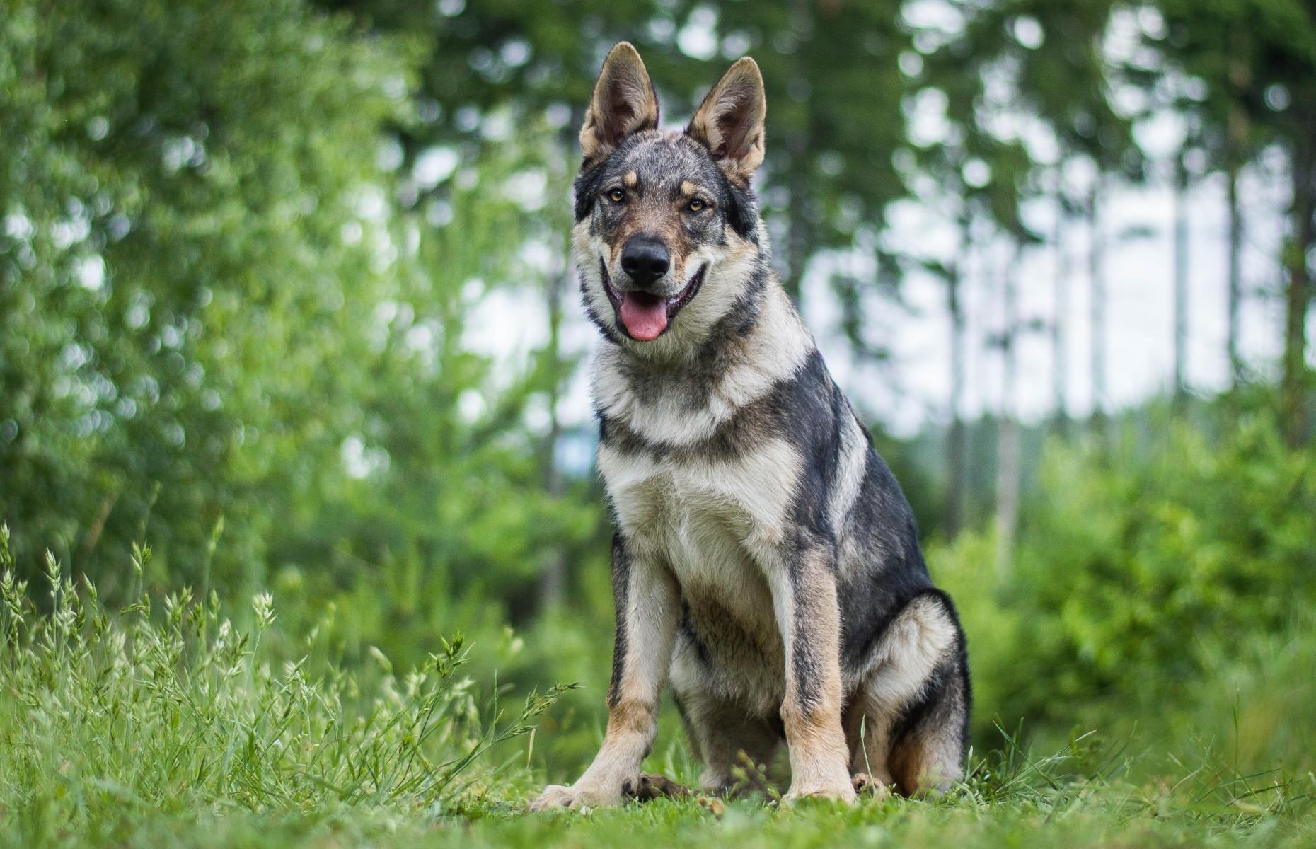 Czechoslovakian Wolfdog: up to $50,000 (£37.9k)