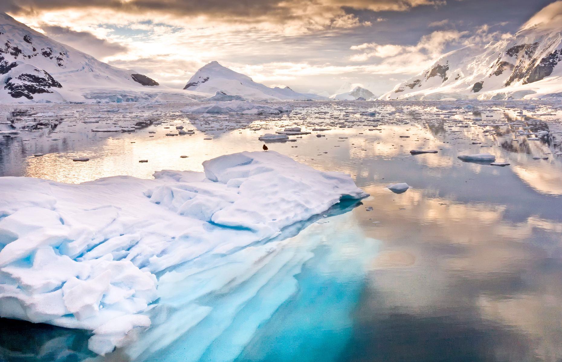Wildlife-watch in more affordable Antarctica