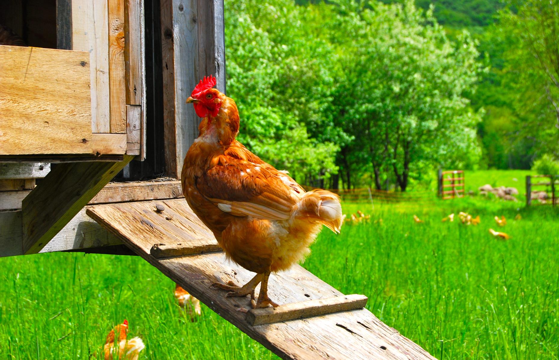 Fresh eggs are best
