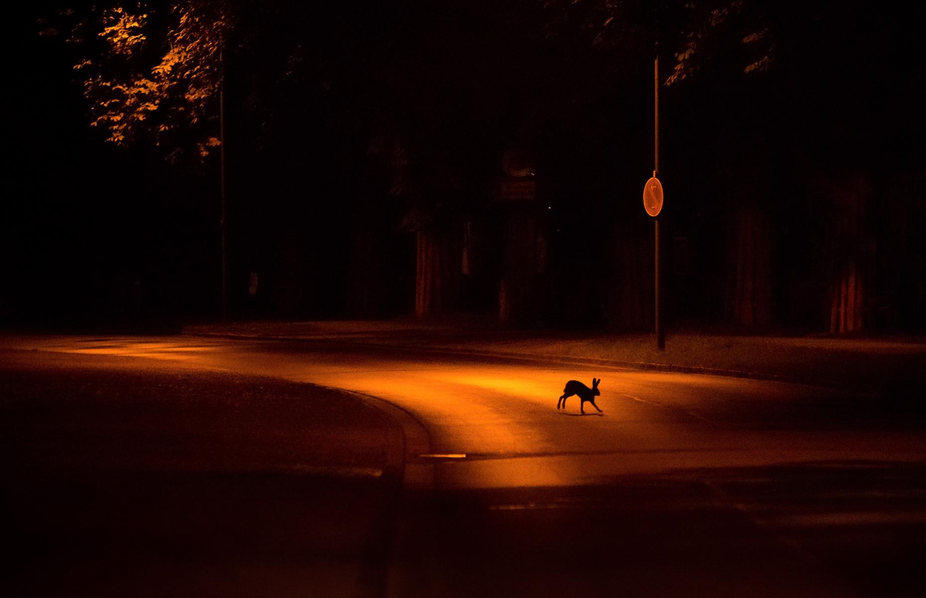 City Hare