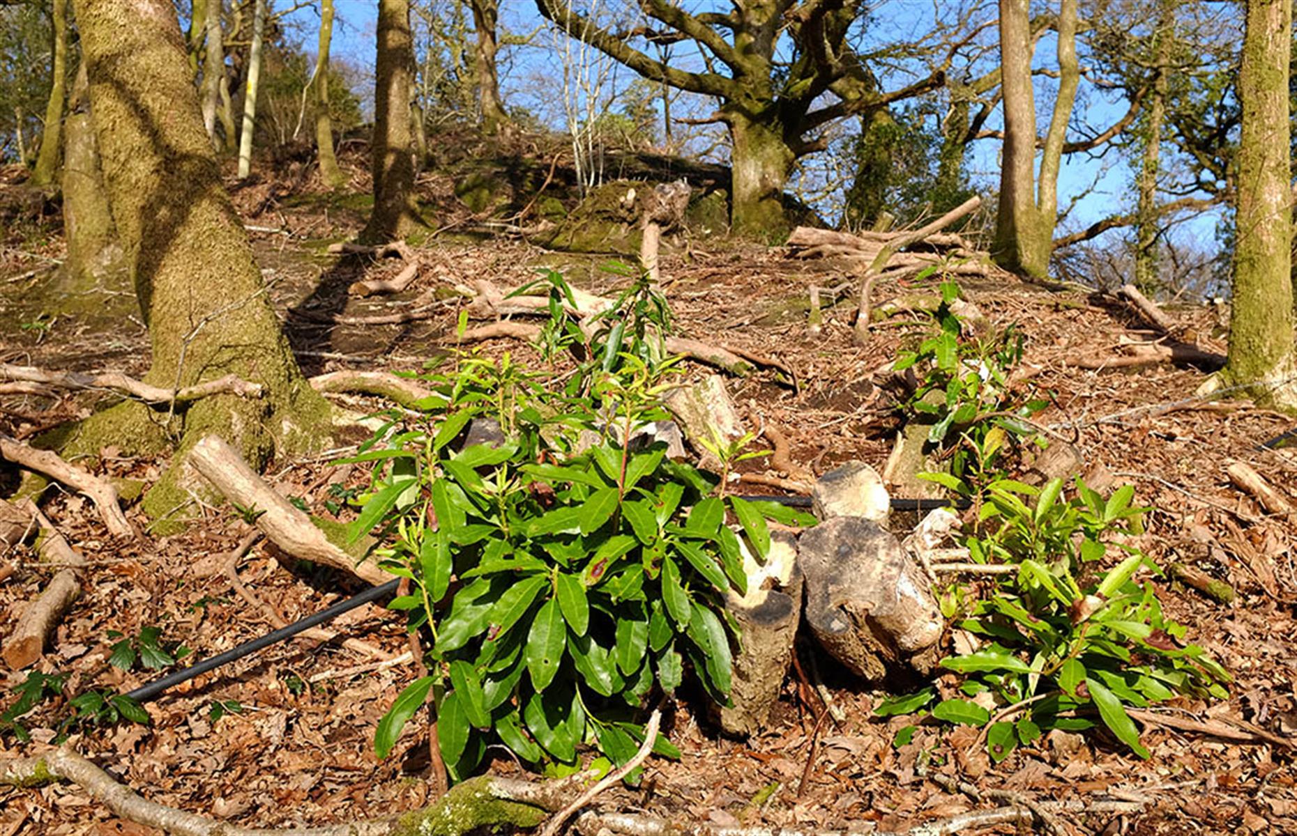 Rhododendron treatment