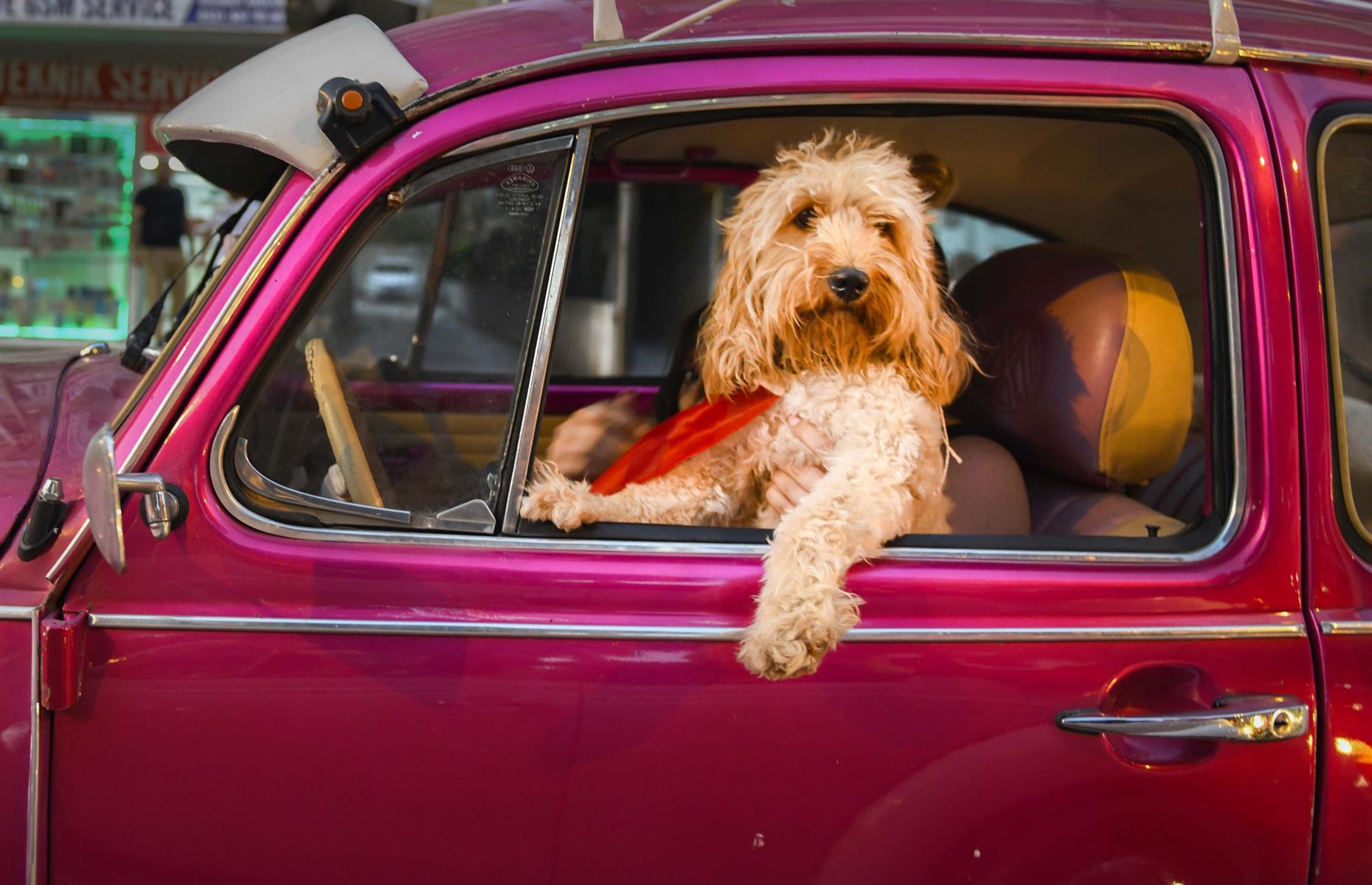 Chauffeur dog