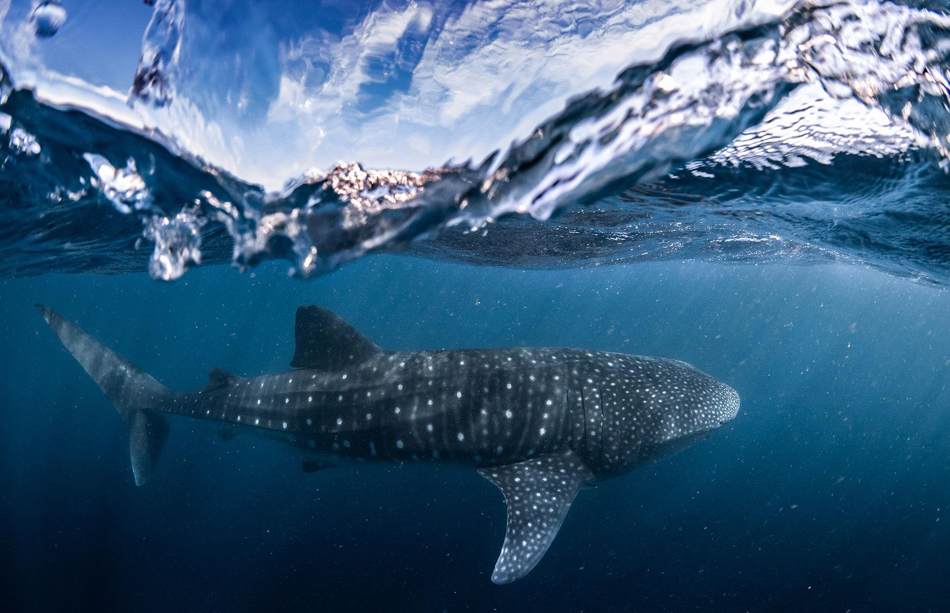 Ningaloo Reef, Western Australia
