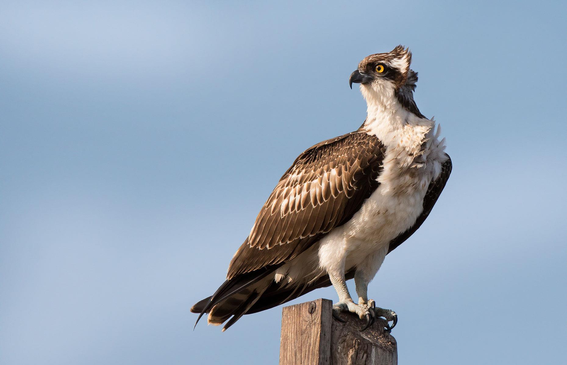 First ospreys born in over 200 years