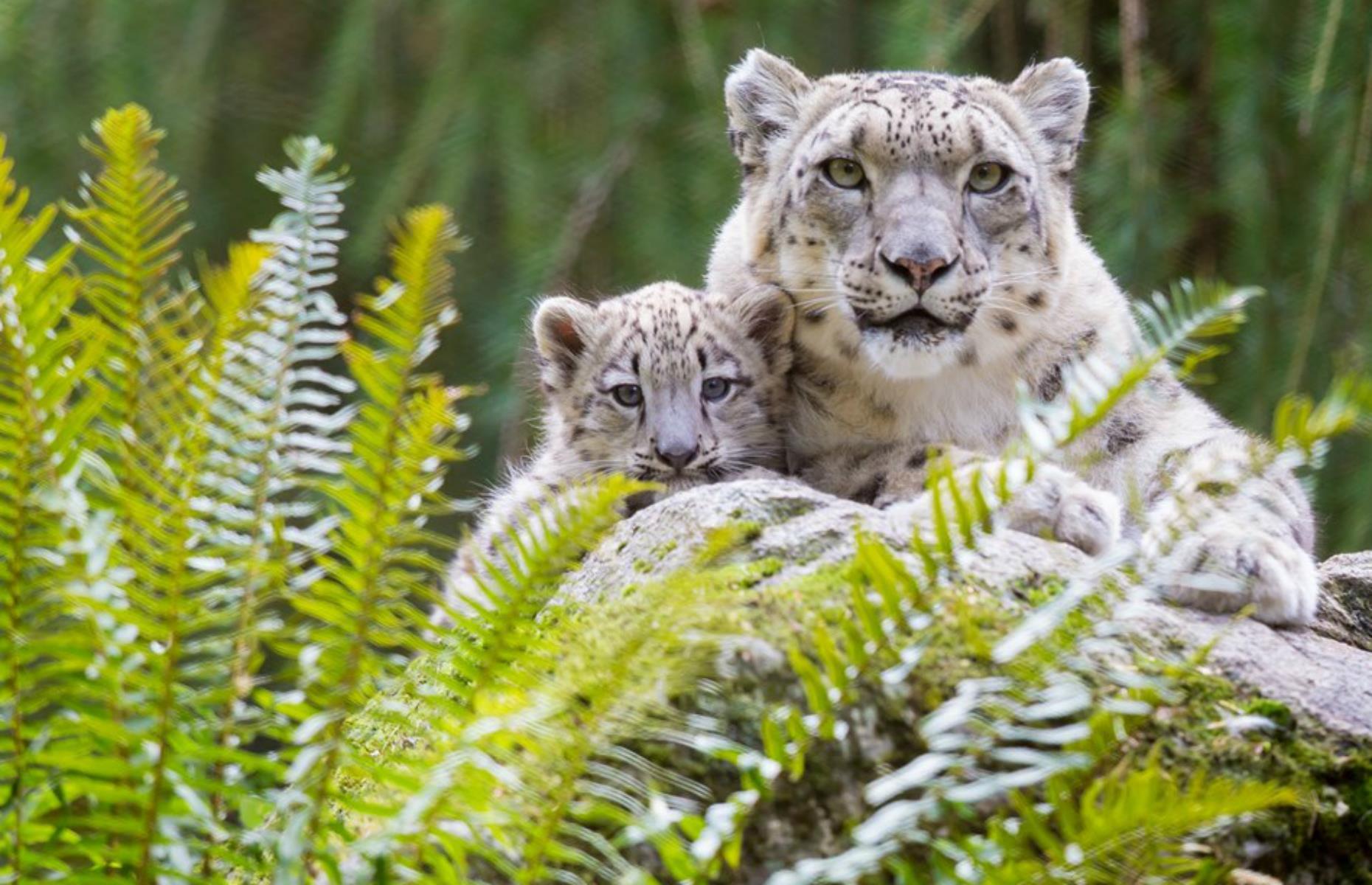 Wild things