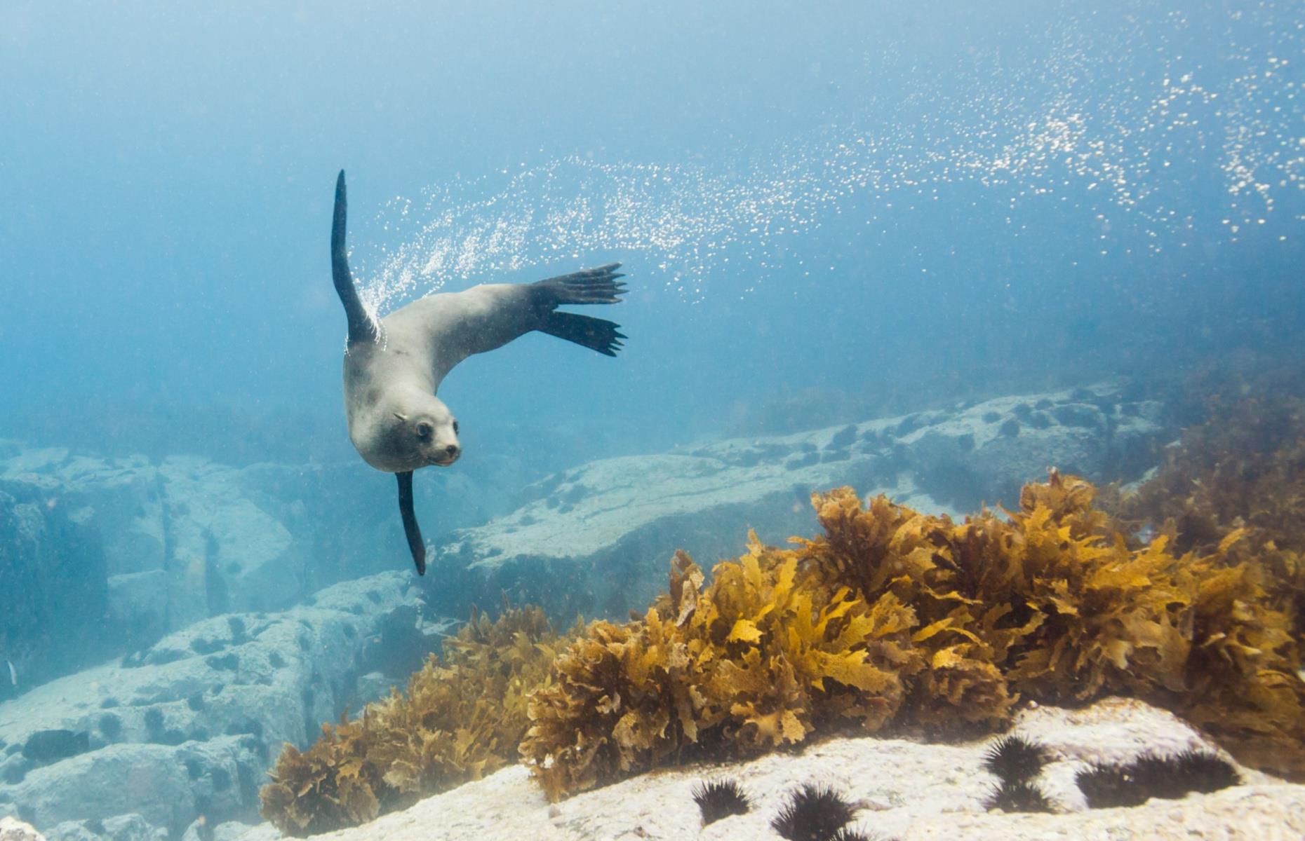 Swim with seals, Montague Island, New South Wales