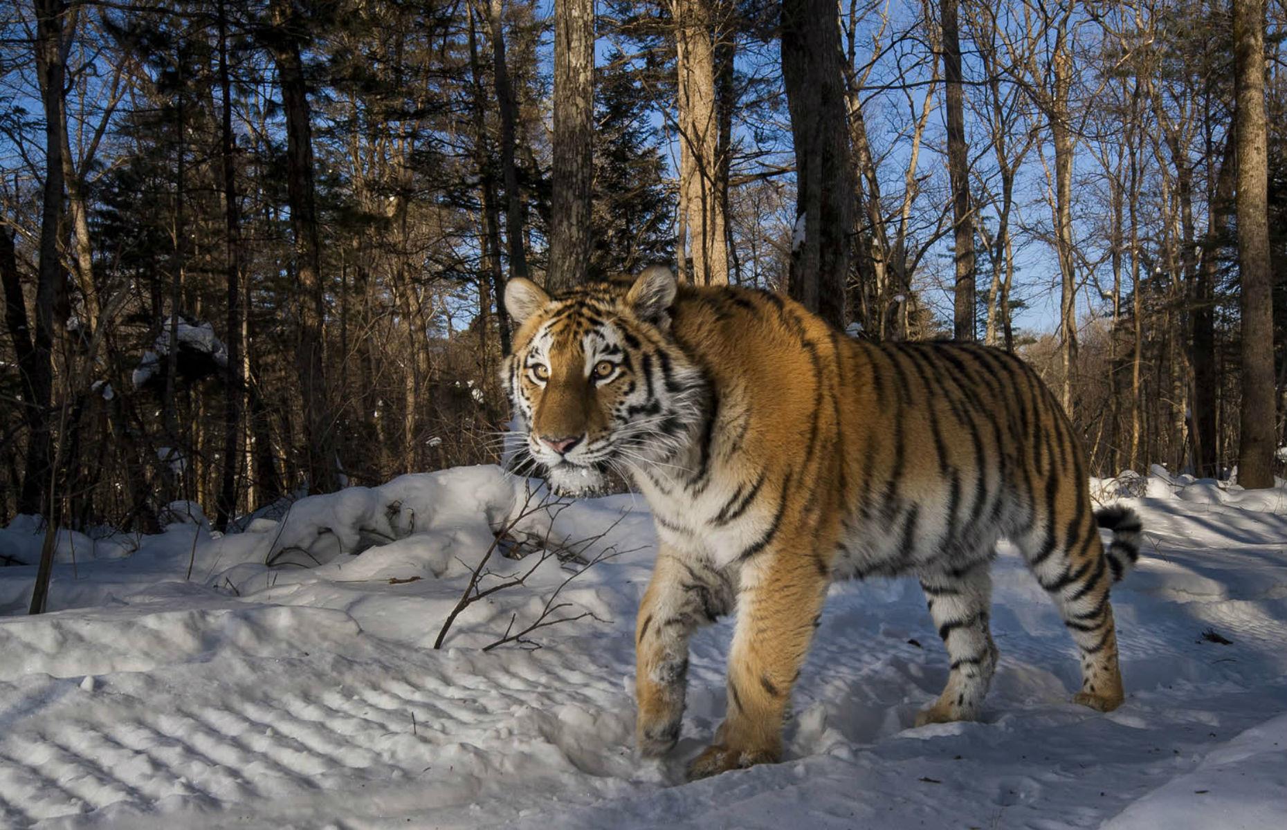 Ussurisk Reserve, Russia