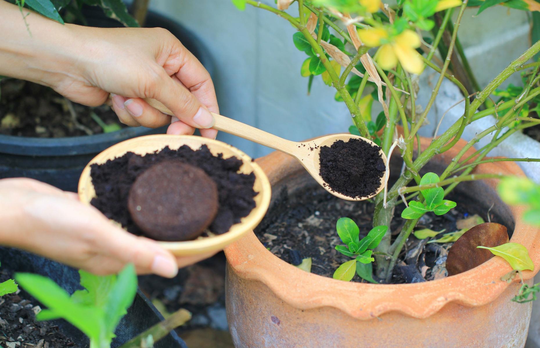 Use coffee grounds wisely