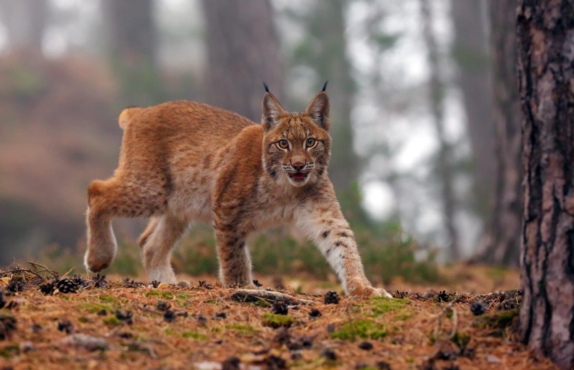 24. Eurasian lynx
