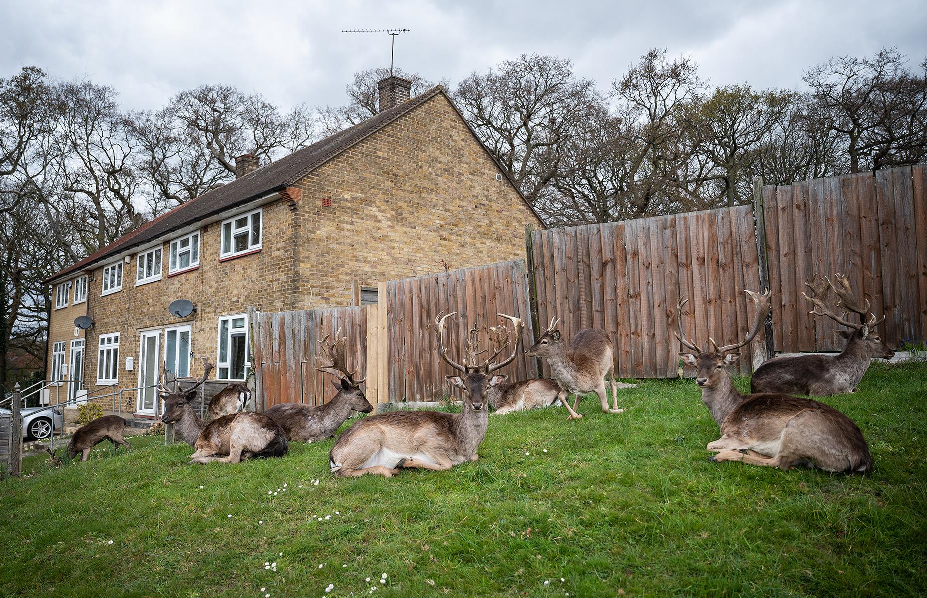 Fallow deer chill out in East London, England, UK