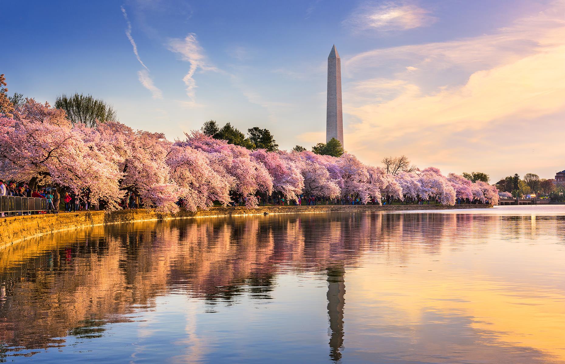 Cherry blossoms in Washington DC, USA