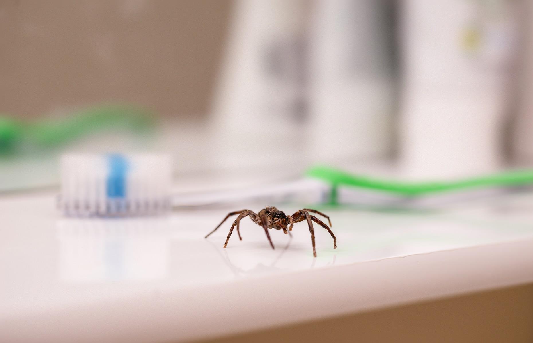 How to keep out spiders