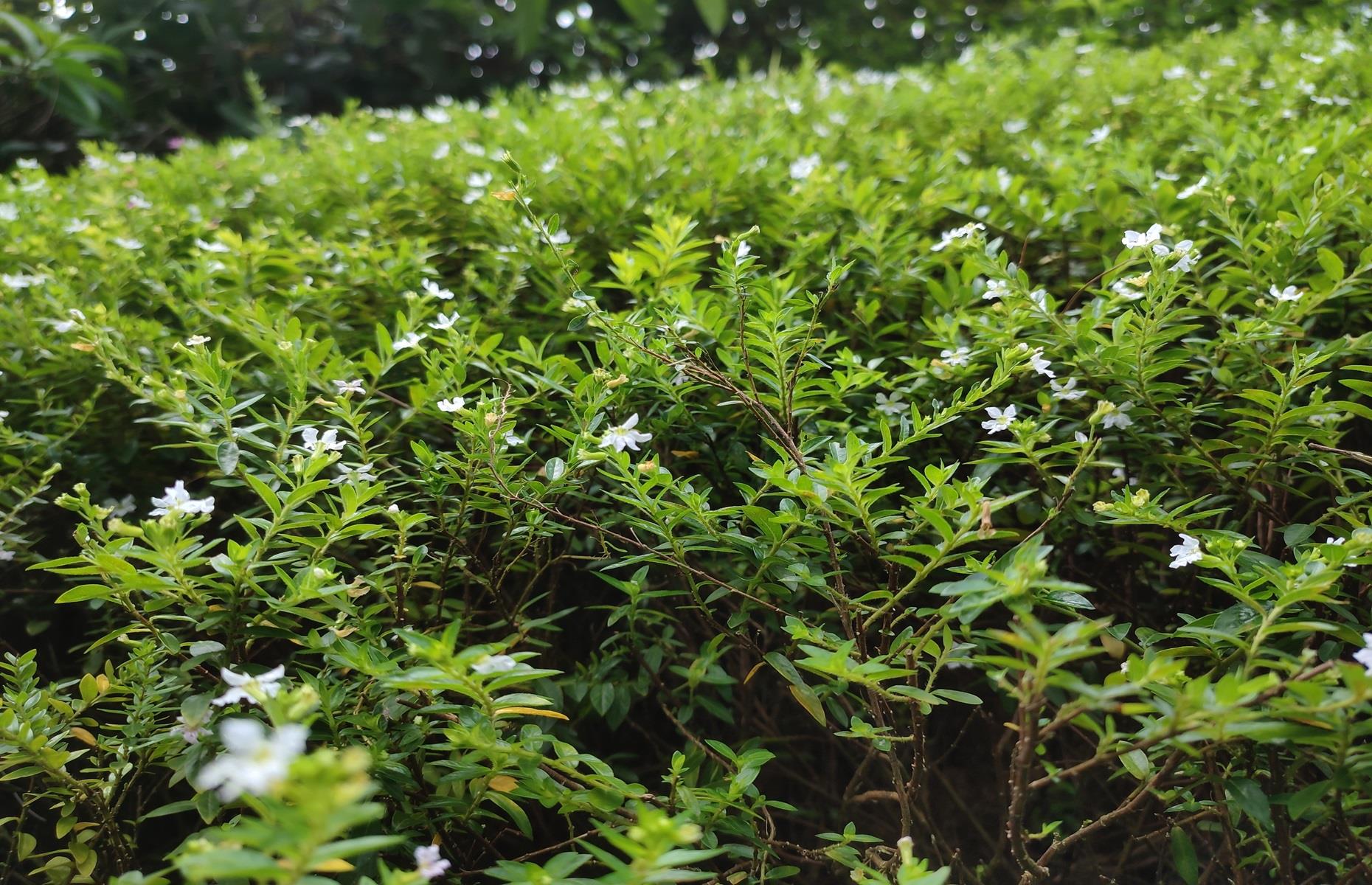 New Zealand pygmyweed (Crassula helmsii)