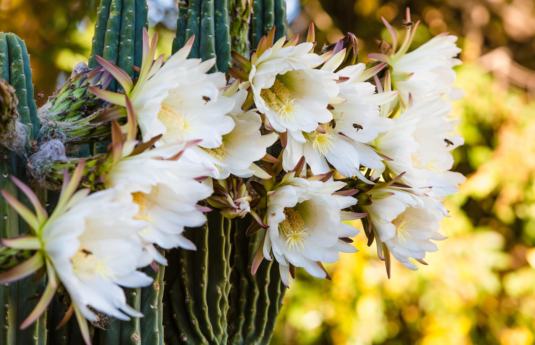 Night-blooming cactus, Arizona, USA