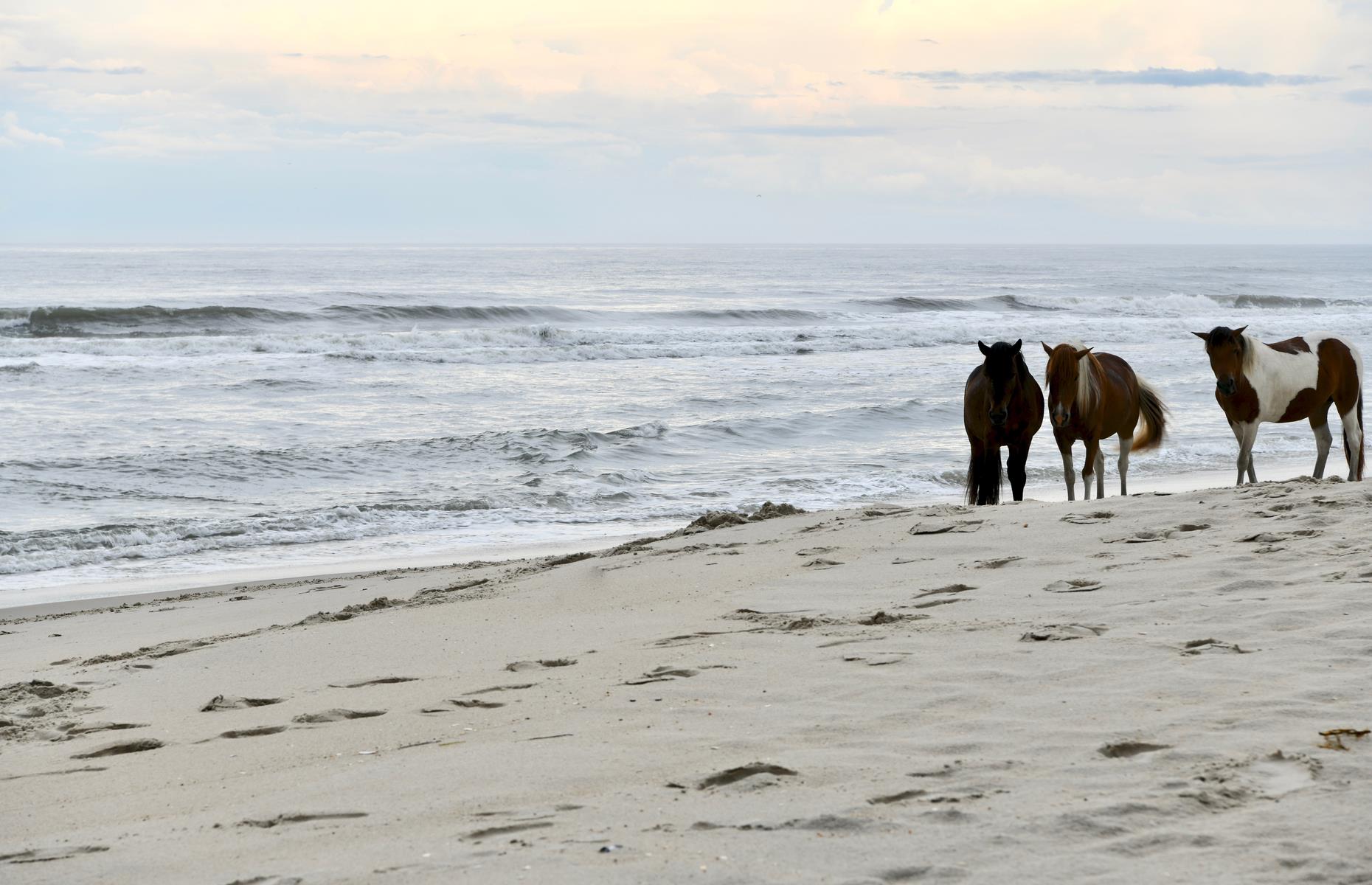 Assateague Island, Maryland and Virginia