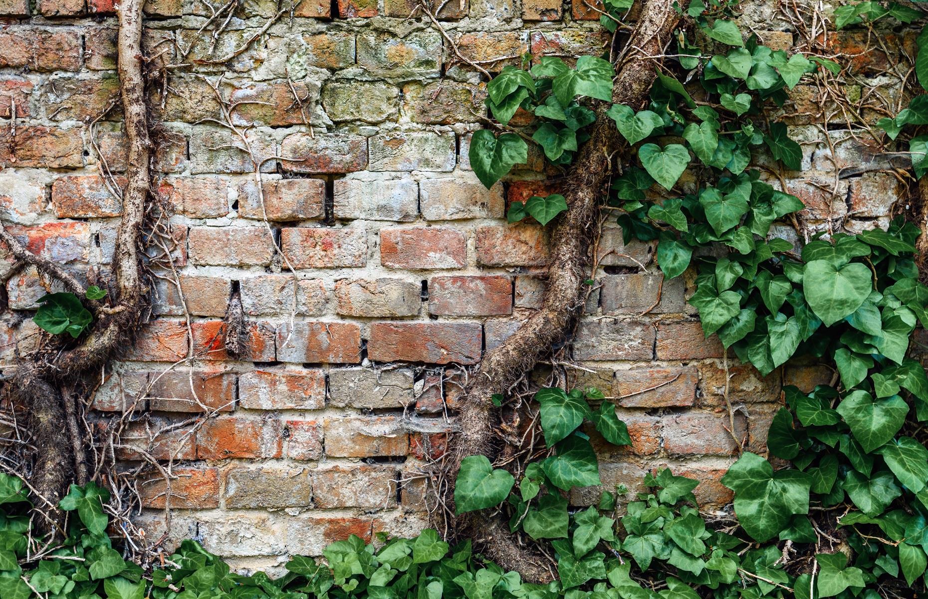 Ivy (Hedera)