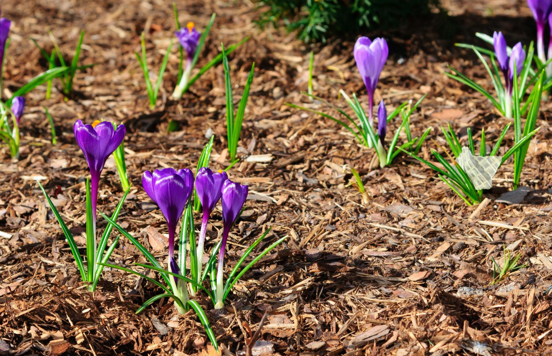 Use mulch