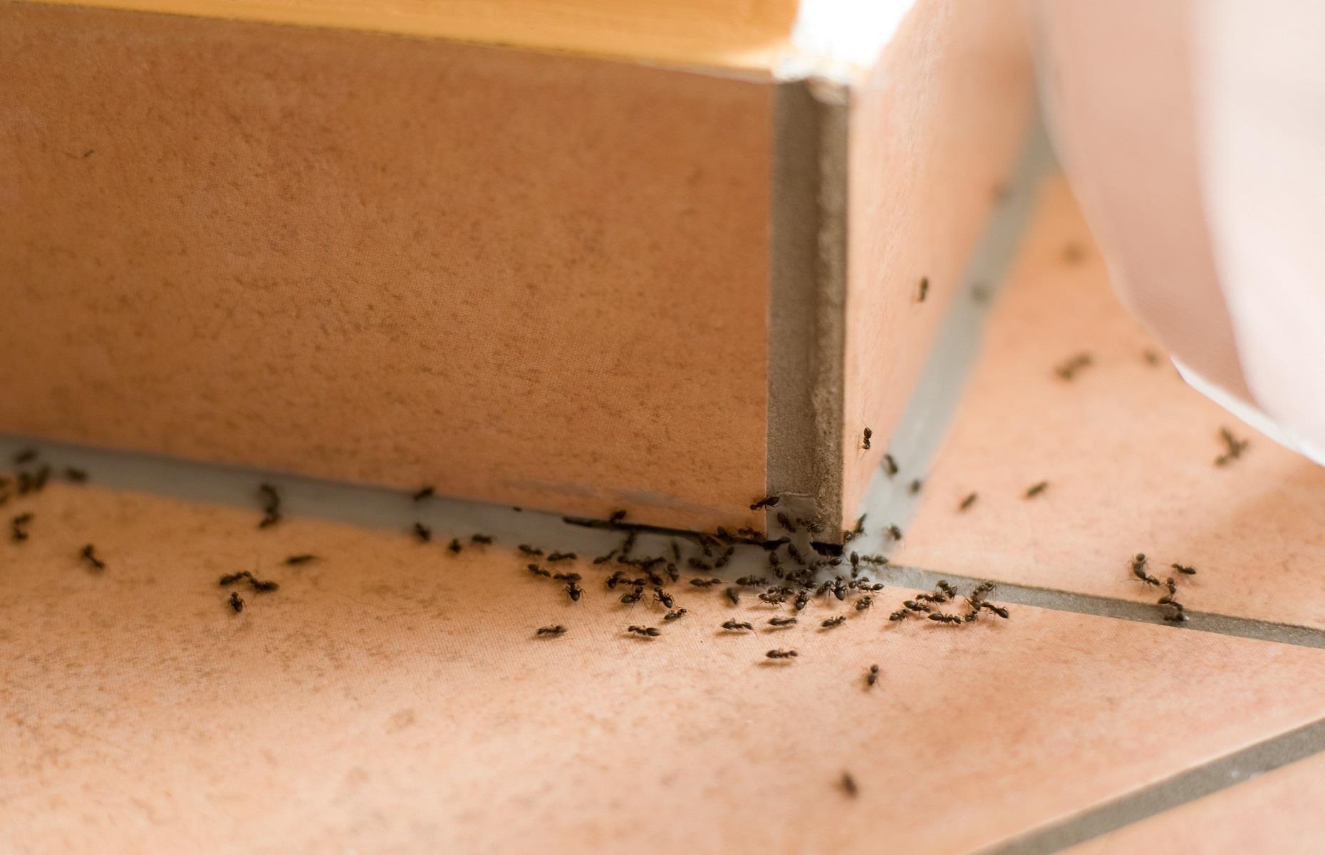 Household pest: ants