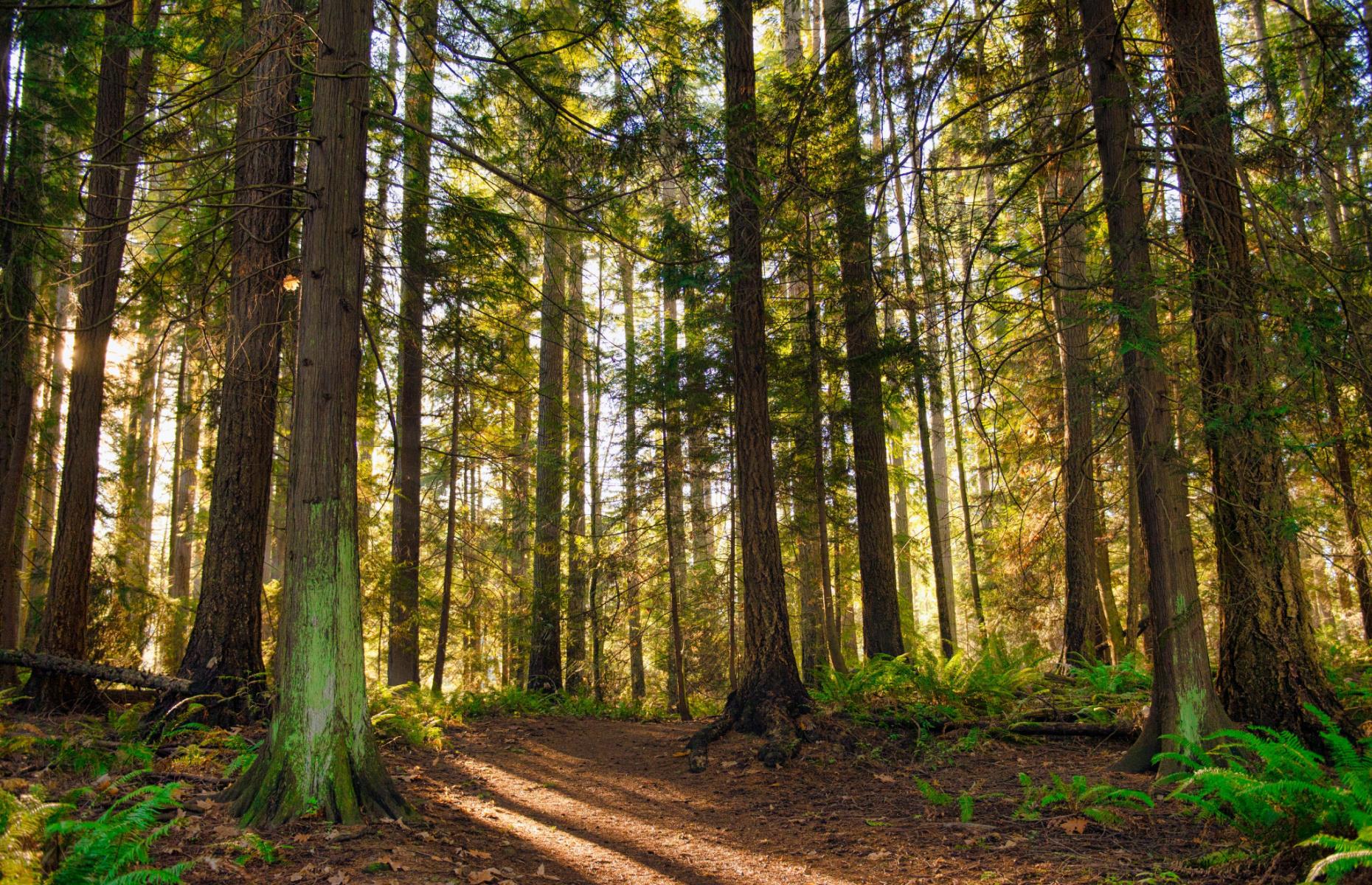 Canada has a lot (a LOT) of trees