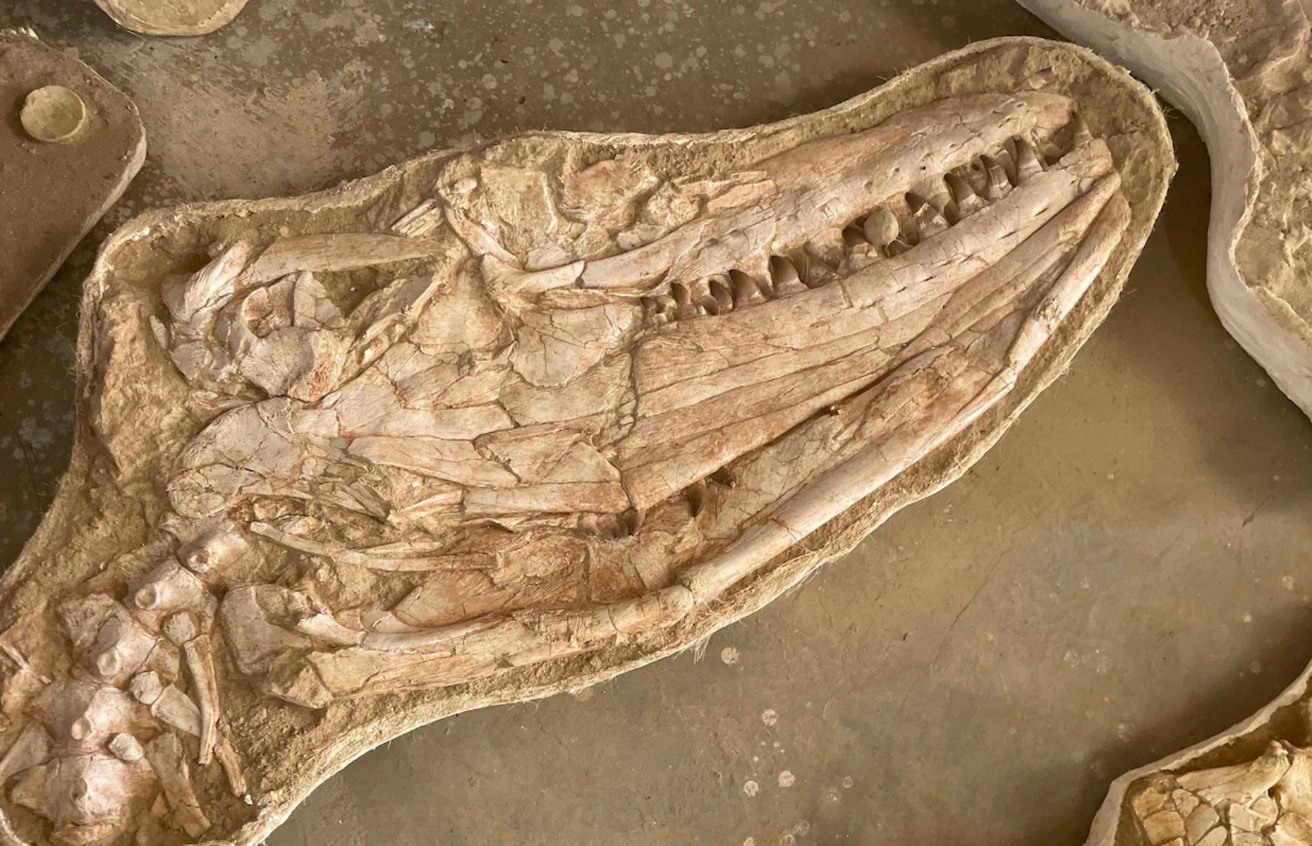 Fossil eines furchterregenden Meeresungeheuers, Casablanca, Marokko