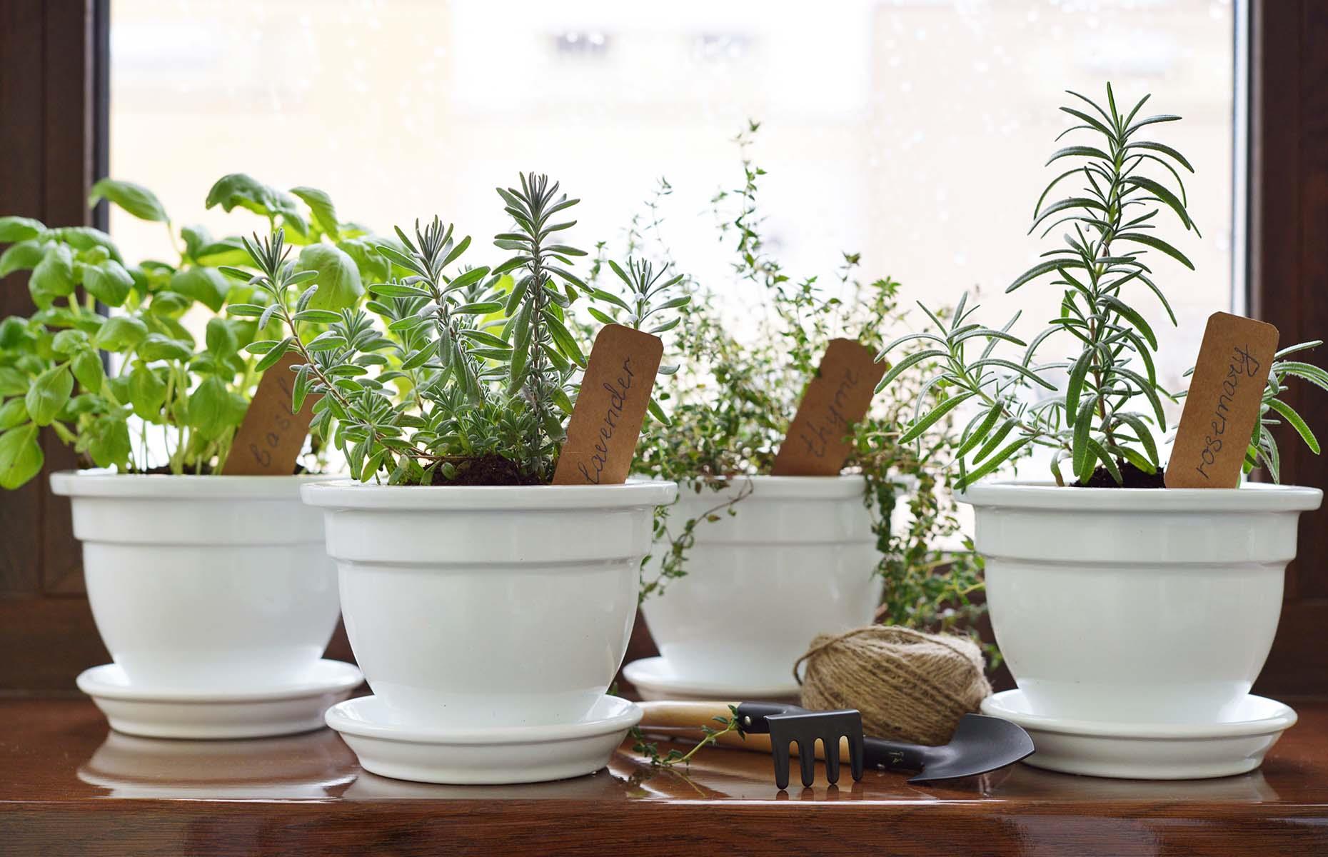Grow your own