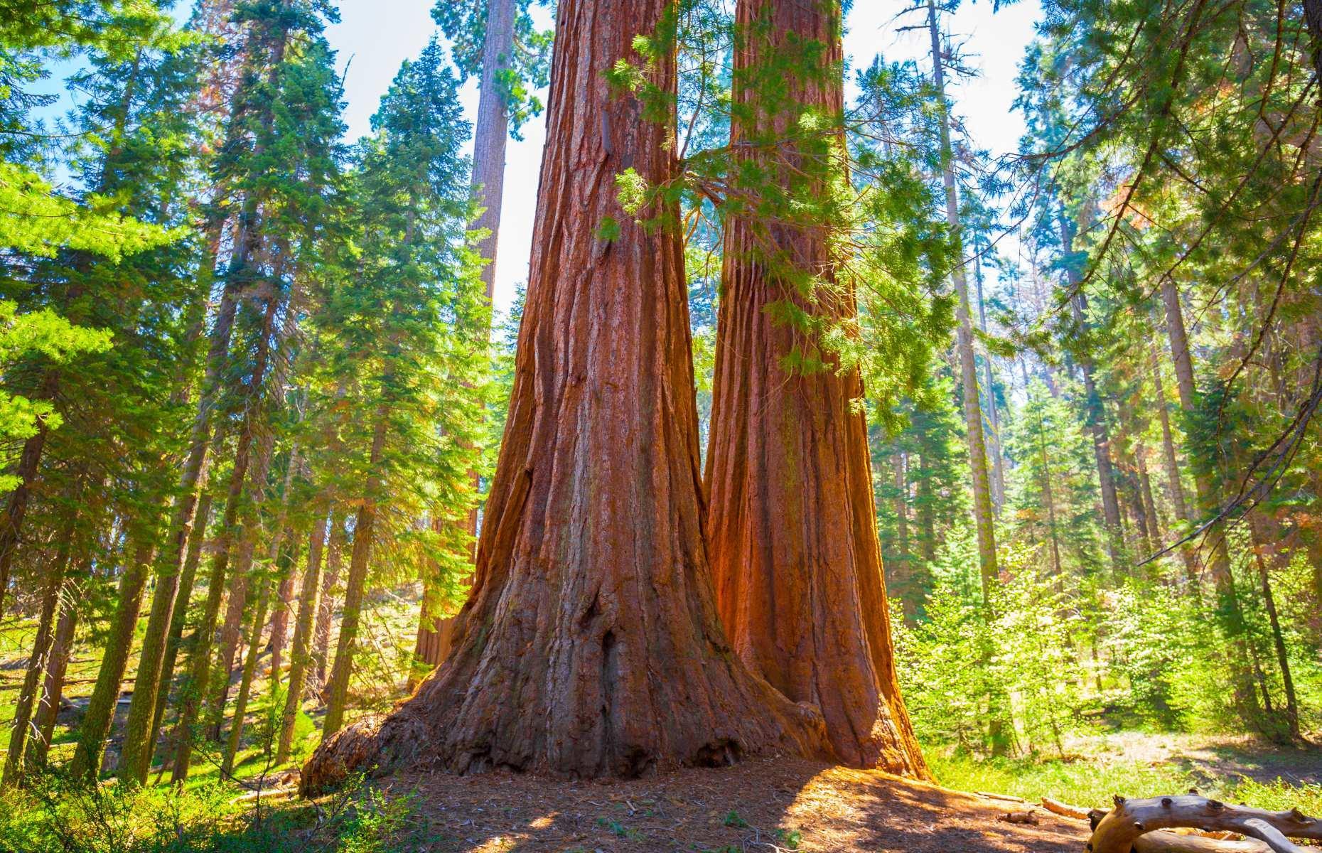 Wonderful woodland in the US