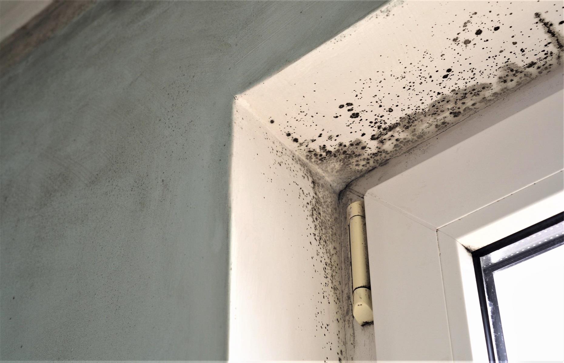 Remove any trace of mould