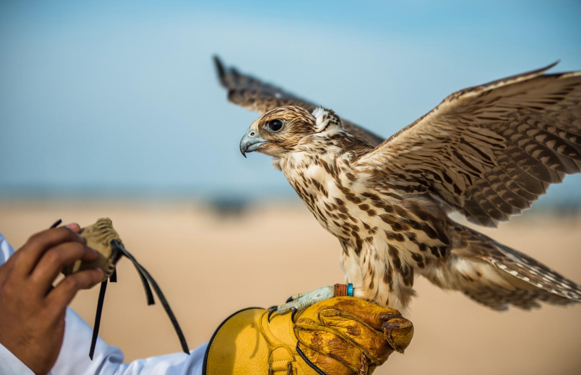 Some airlines allow falcons onboard