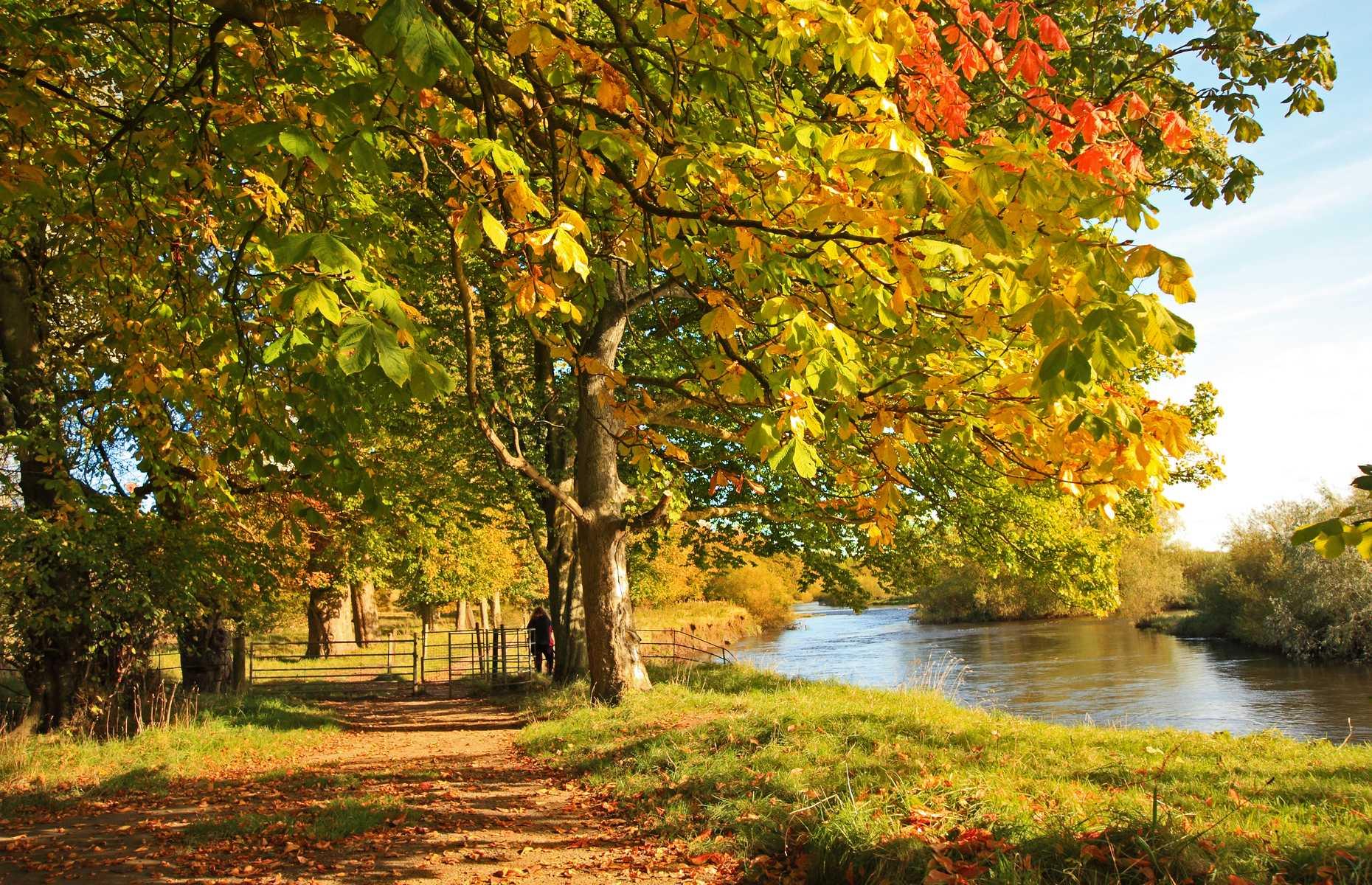 Why do autumn leaves turn golden?
