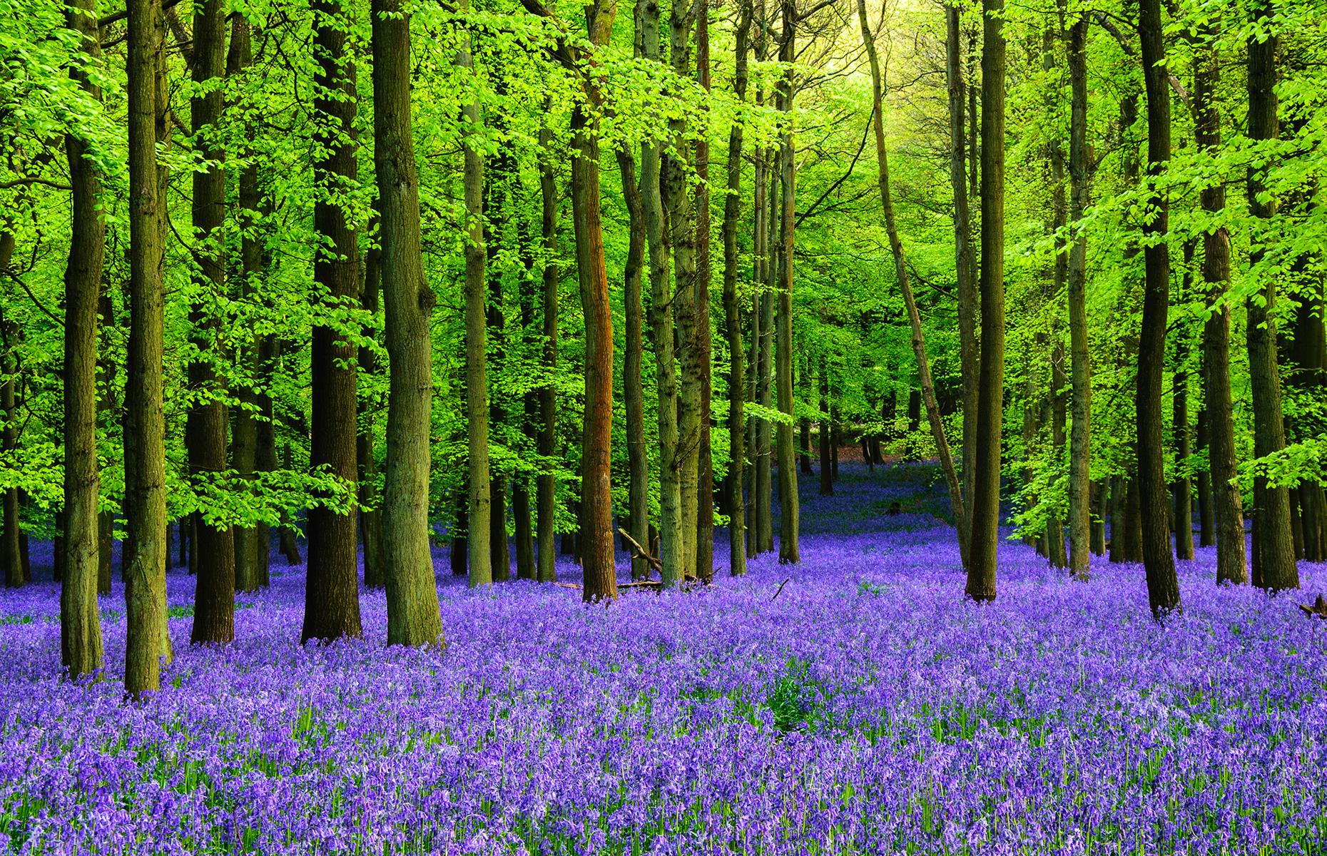 Bluebell blooms in the UK