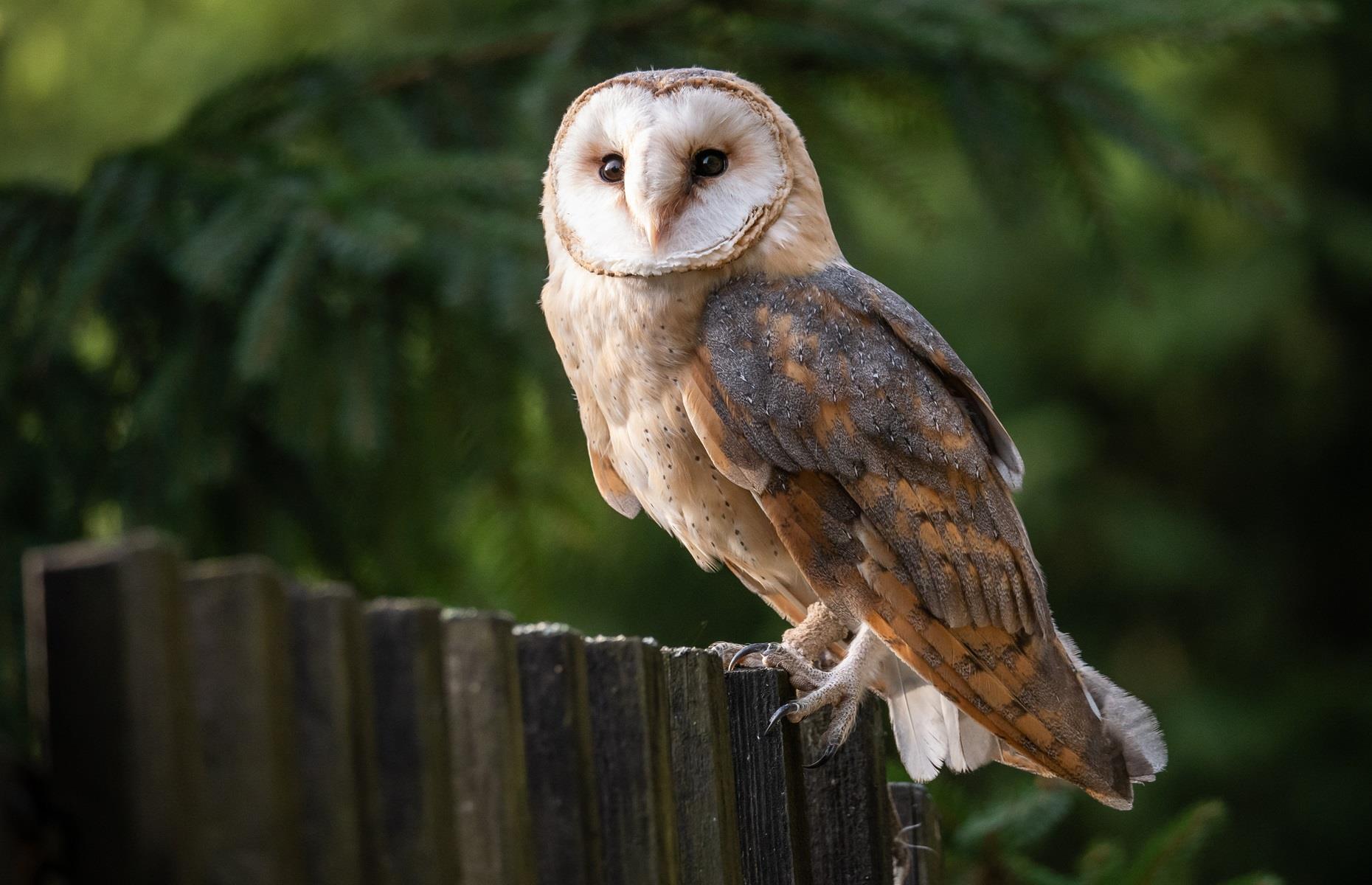 Protected species: barn owls
