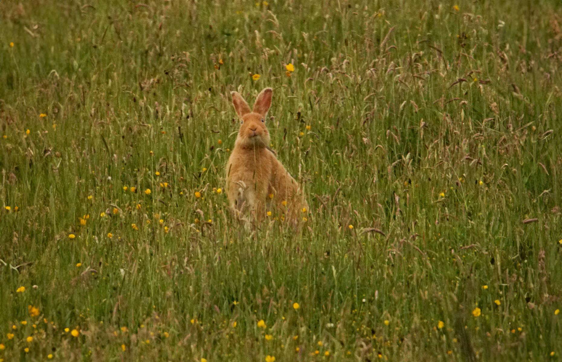 Rathlin Island is the only place to see a golden hare