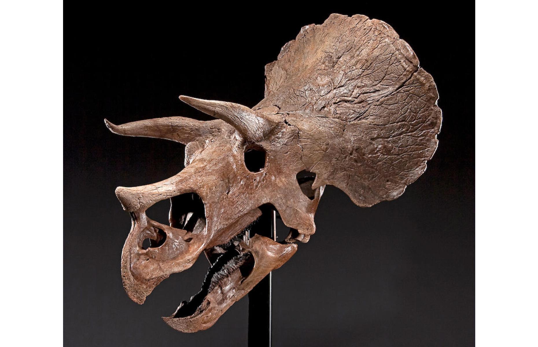 Triceratops skull: $331,400 (£270.4k)