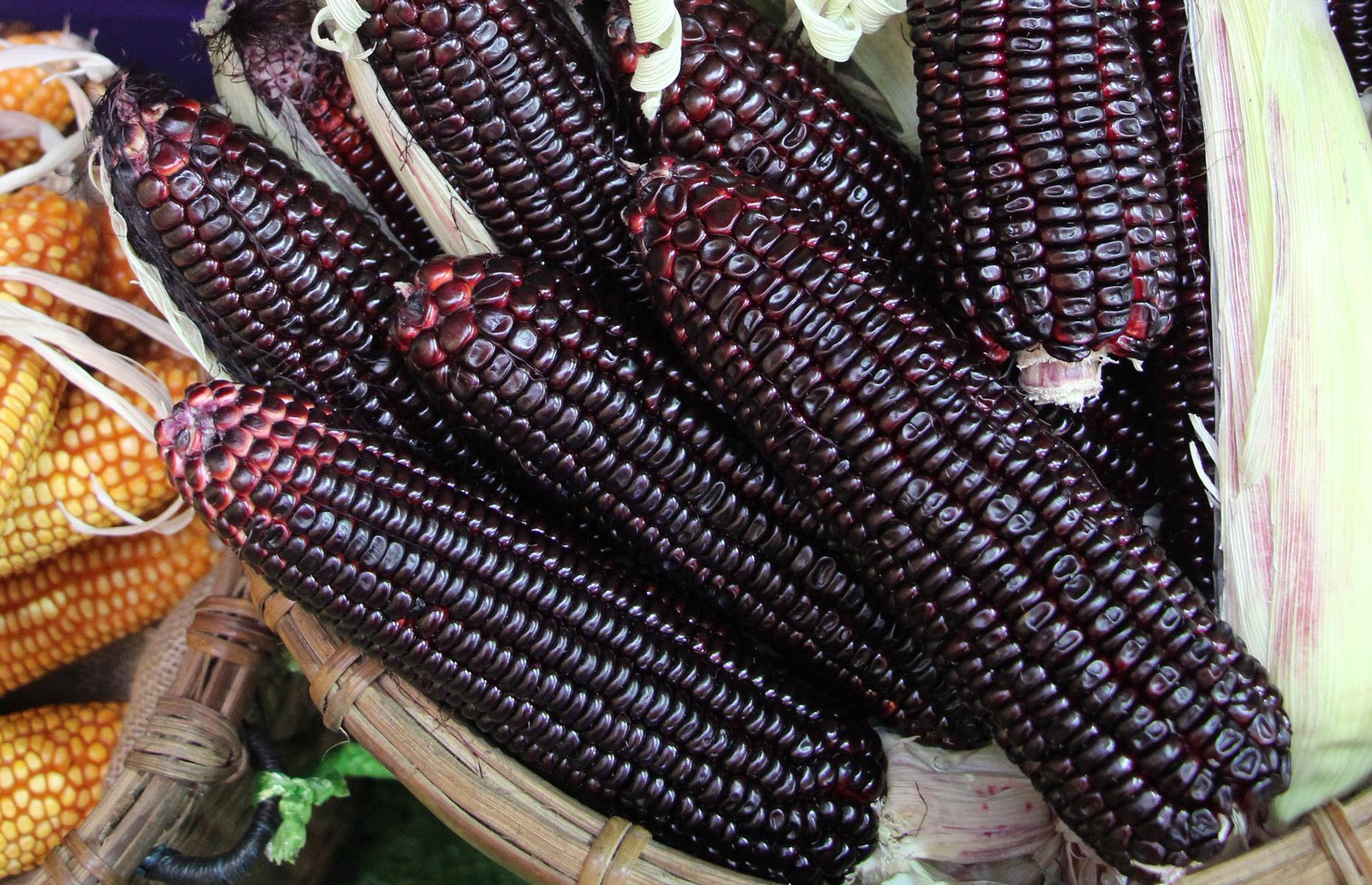 Purple corn