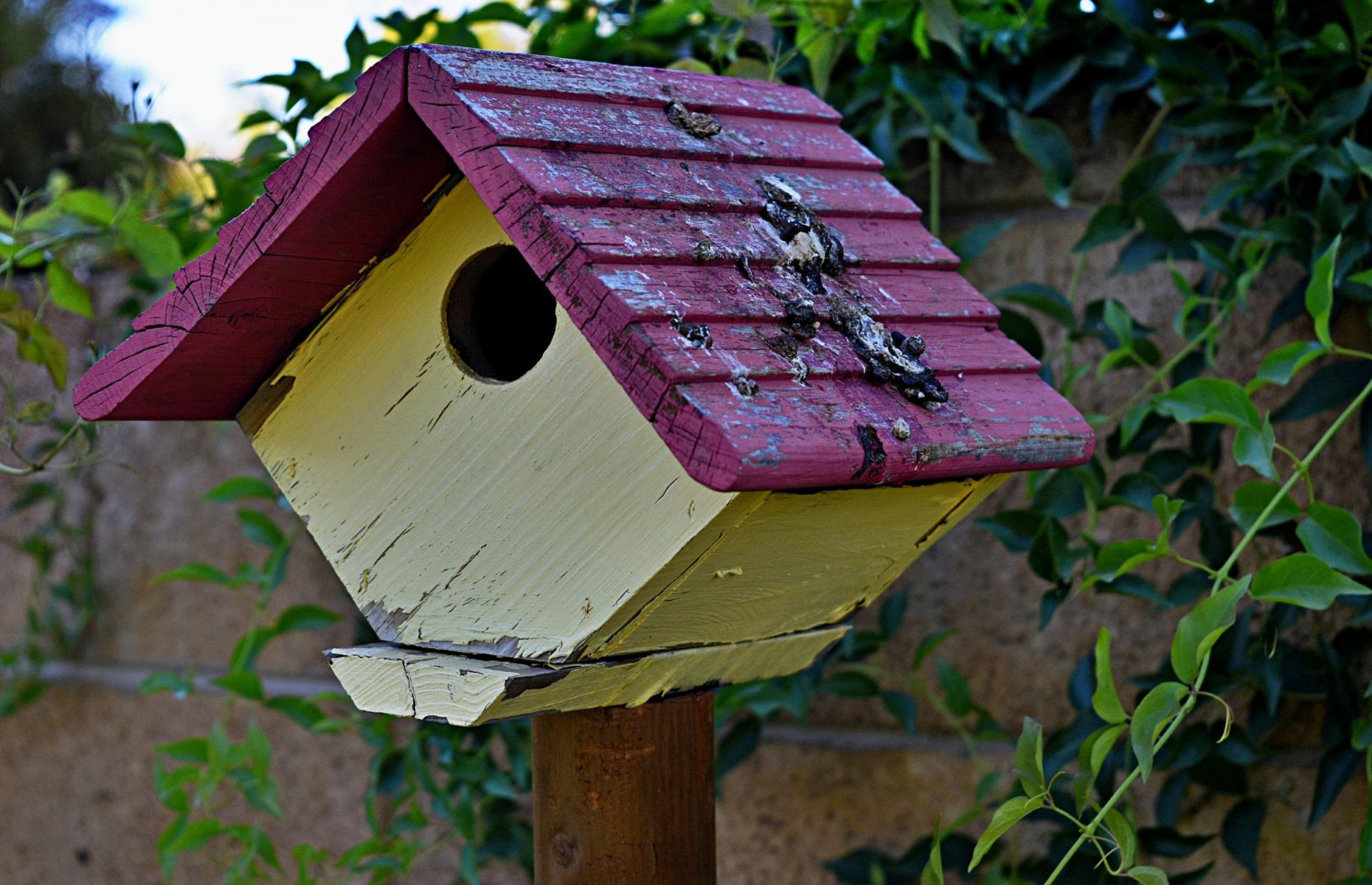 Clean bird houses regularly