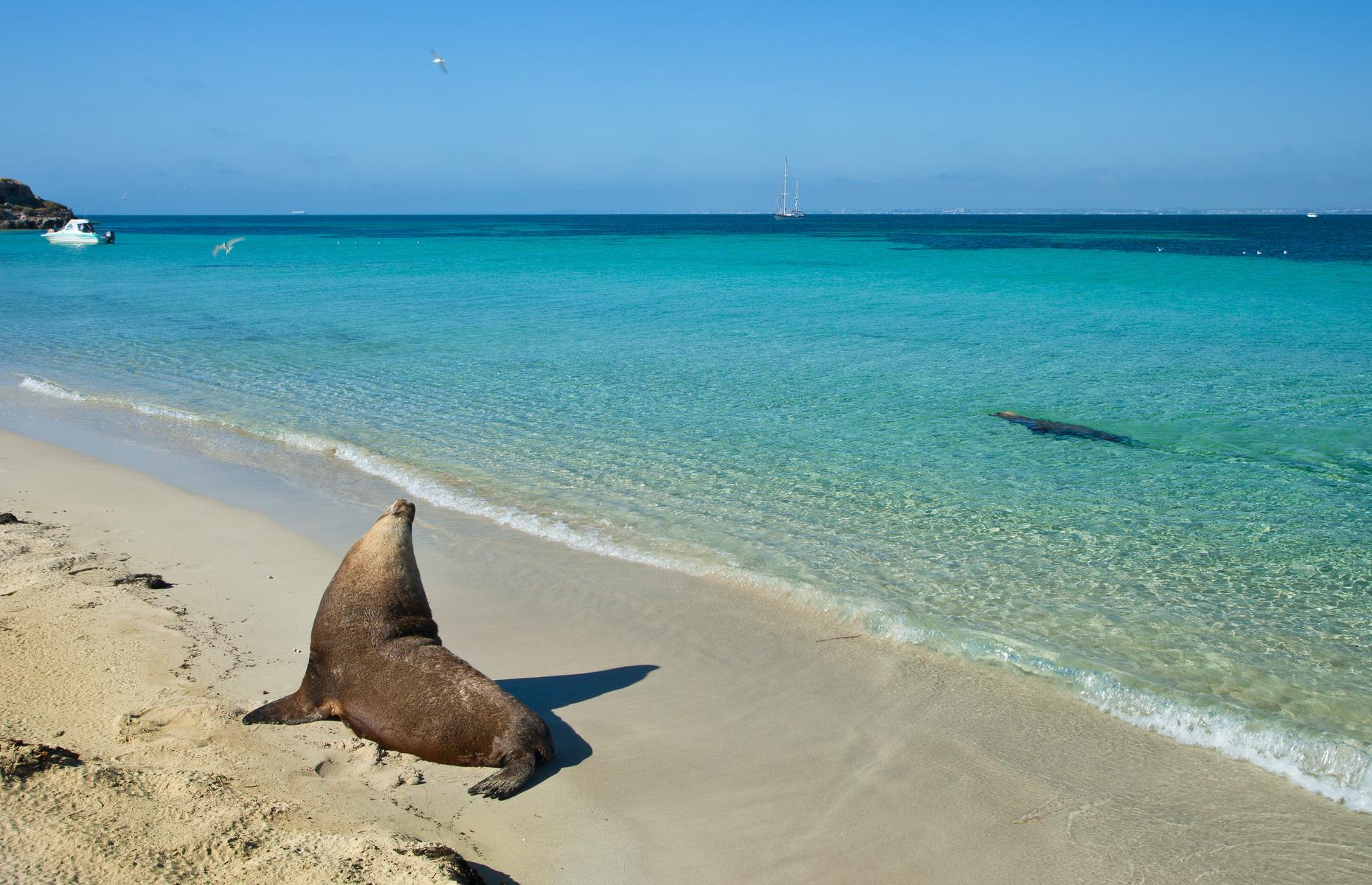 Carnac Island, Western Australia