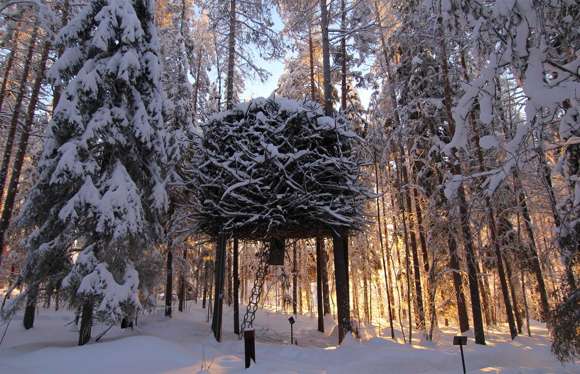 Nido de pájaro, Harads, Suecia