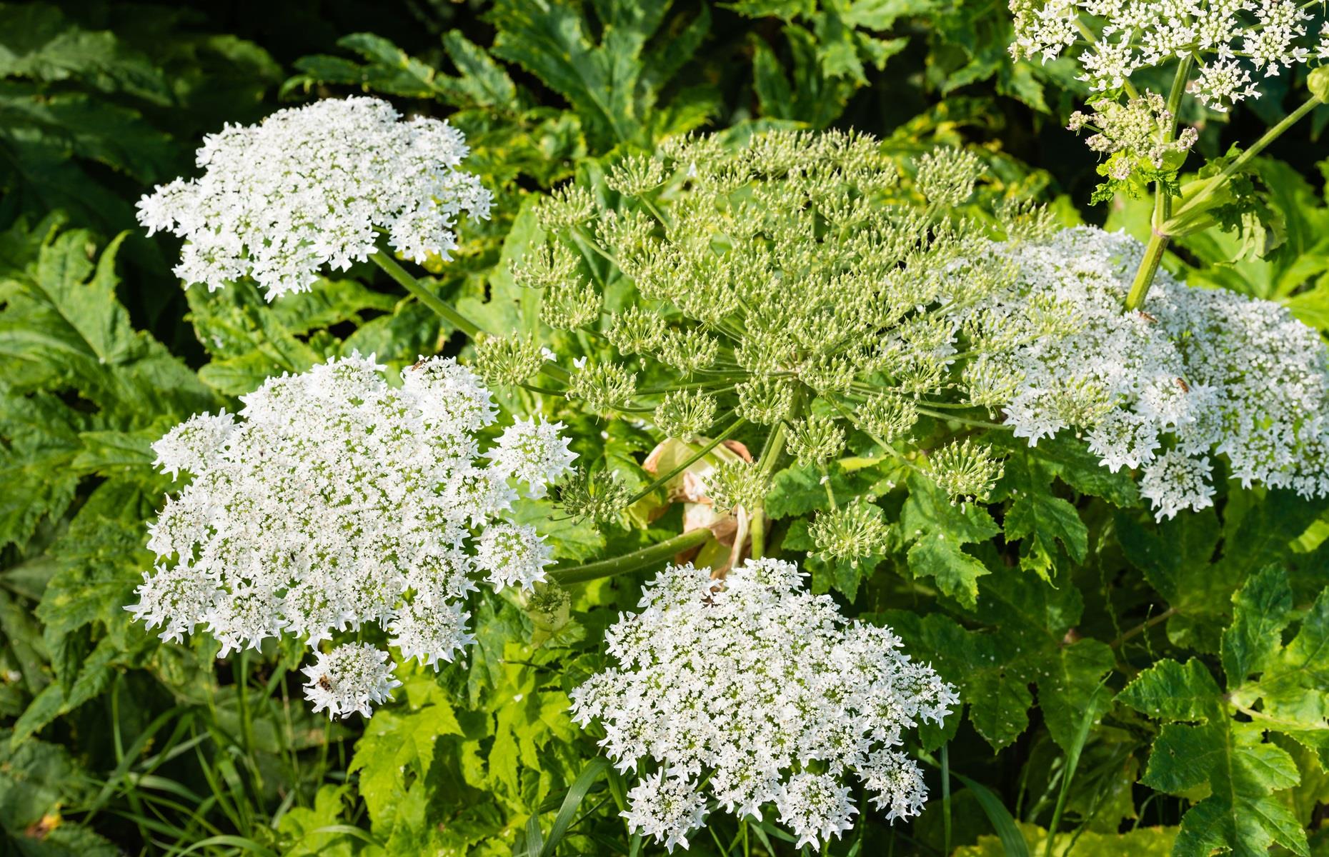 What problems can giant hogweed cause?
