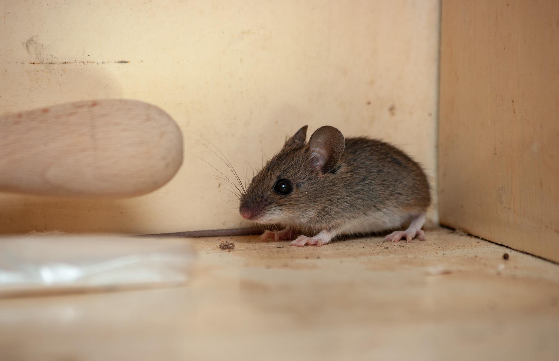 Household pest: mice and rats