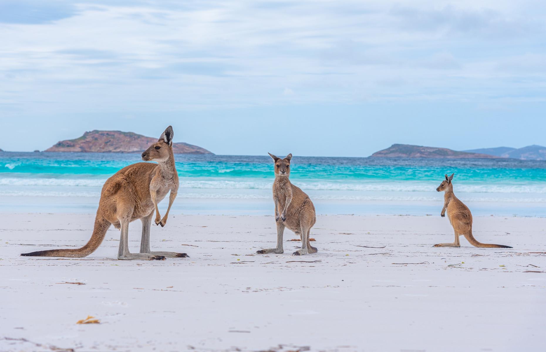 14: Kangaroos
