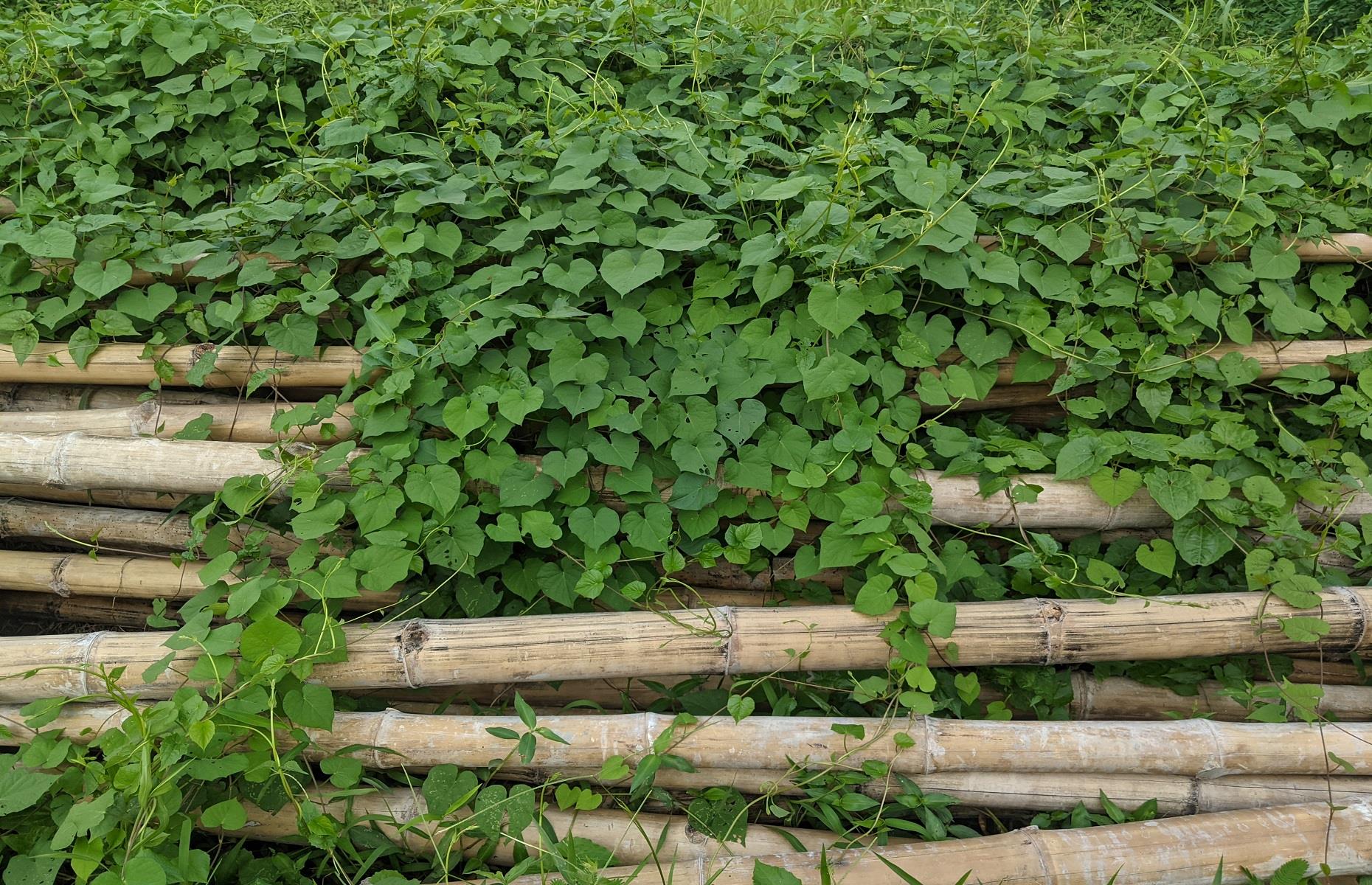 What you can't take to the tip: Japanese knotweed