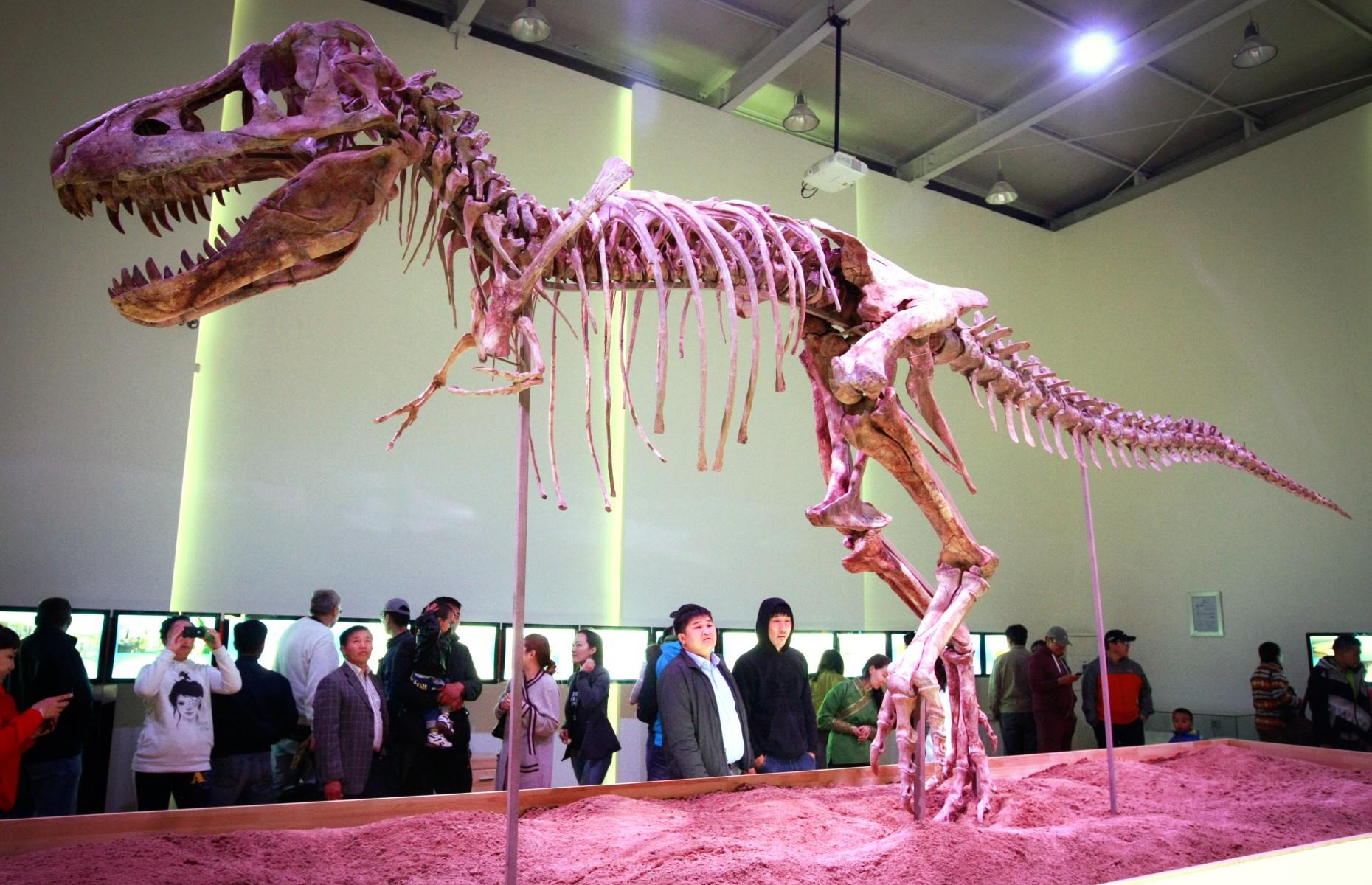 Gestohlener Dinosaurier-Schädel