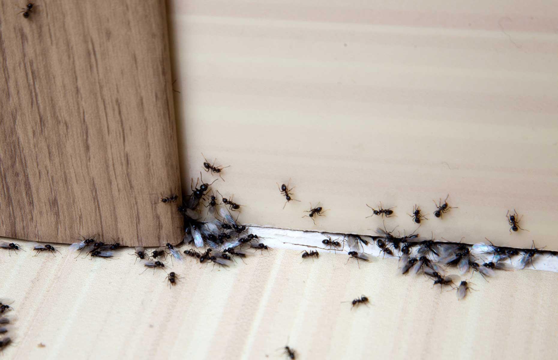 Summer pest: ants